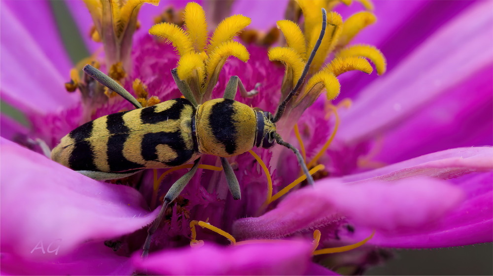 Фотографія Chlorophorus varius / Andrii Snehir / photographers.ua