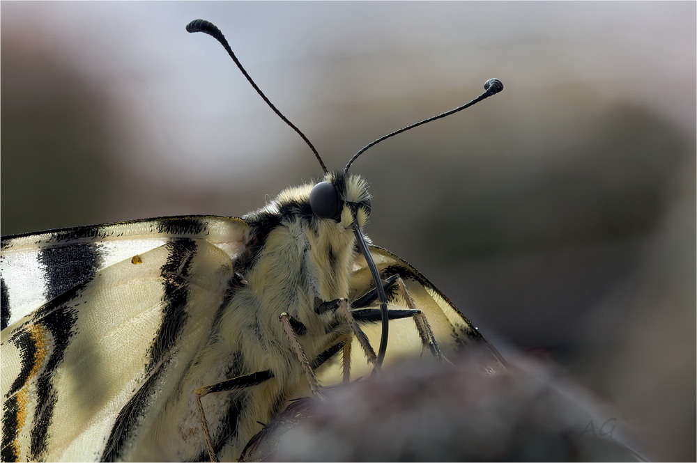 Фотографія Papilio podalirius / Andrii Snehir / photographers.ua