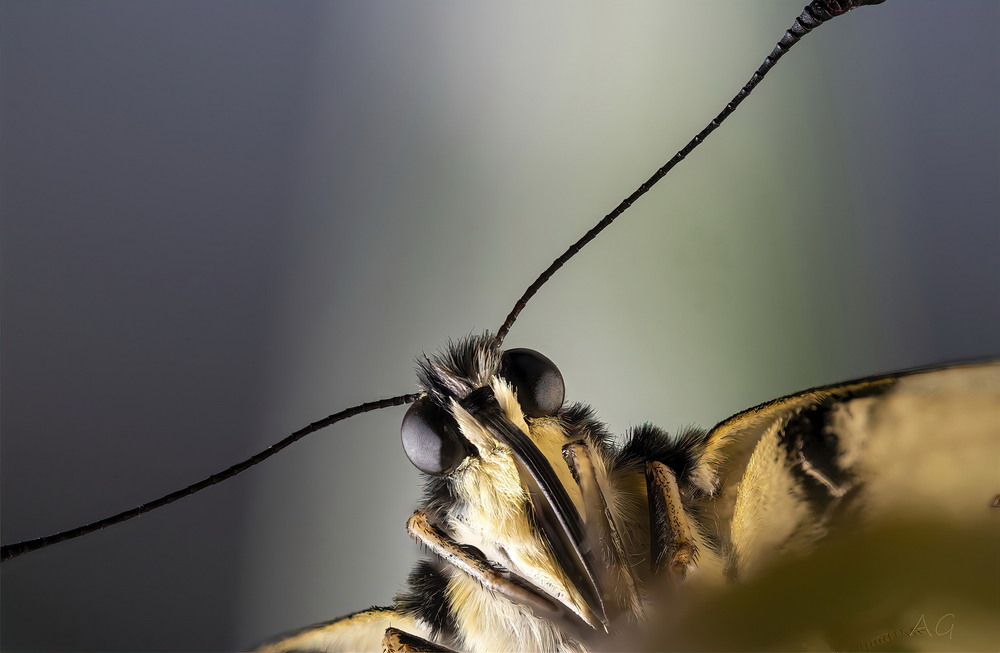 Фотографія Papilio podalirius (Iphiclides podalirius) / Andrii Snehir / photographers.ua