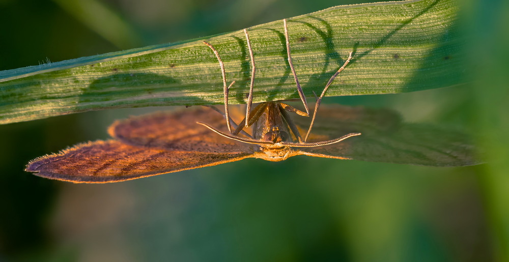 Фотографія Idaea ochrata / Andrii Snehir / photographers.ua