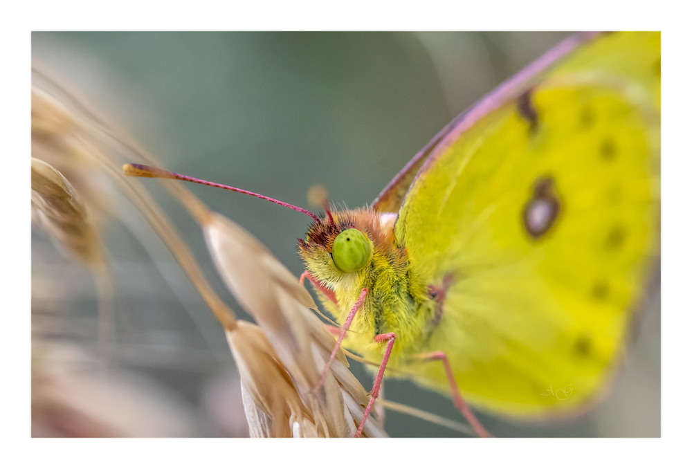 Фотографія Портрет одной бабочки. / Andrii Snehir / photographers.ua