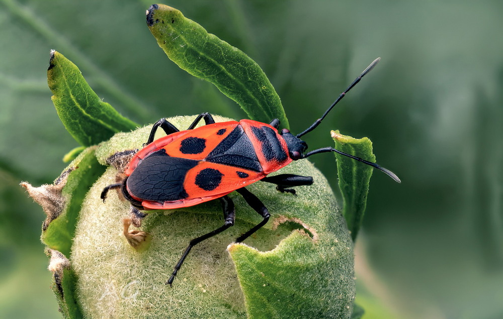 Фотографія Pyrrhocoris apterus / Andrii Snehir / photographers.ua