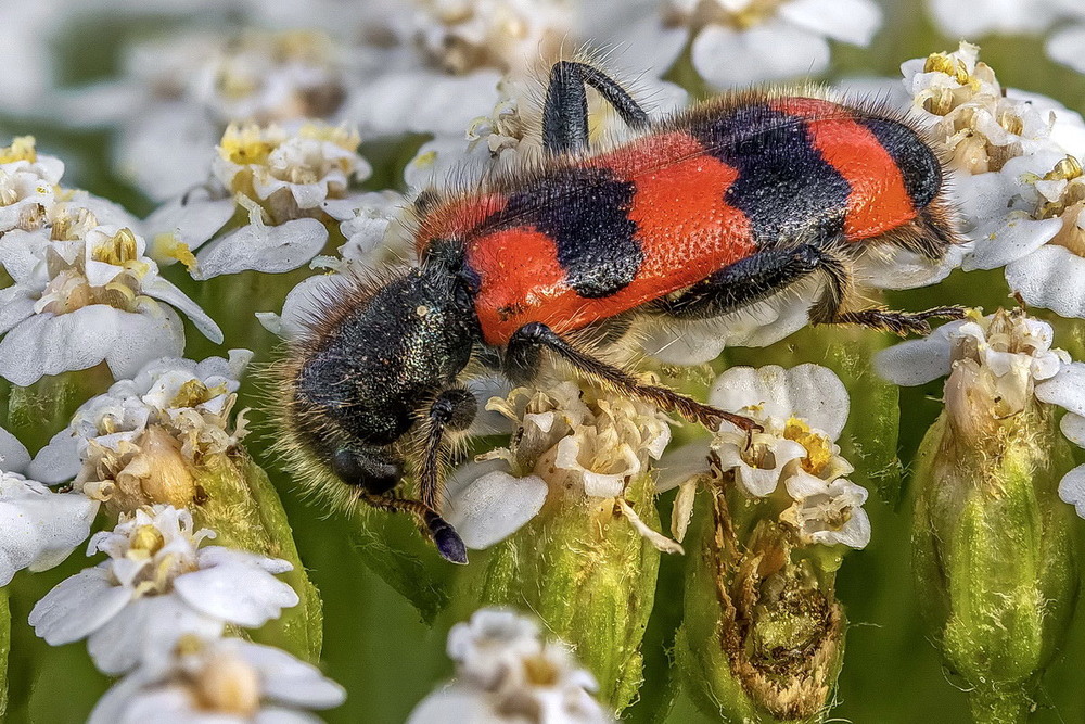 Фотографія Пестряк пчелиный или пчеложук (Trichodes apiarius) / Andrii Snehir / photographers.ua