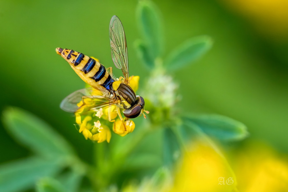 Фотографія Шароноска украшенная (Sphaerophoria scripta) / Andrii Snehir / photographers.ua