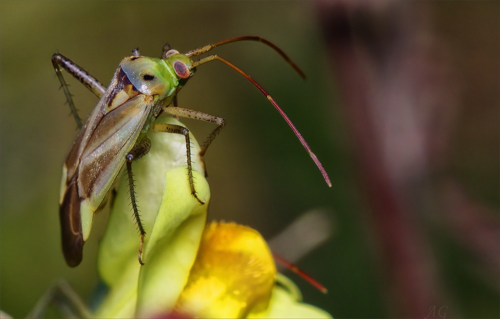 Фотографія Adelphocoris lineolatus / Andrii Snehir / photographers.ua