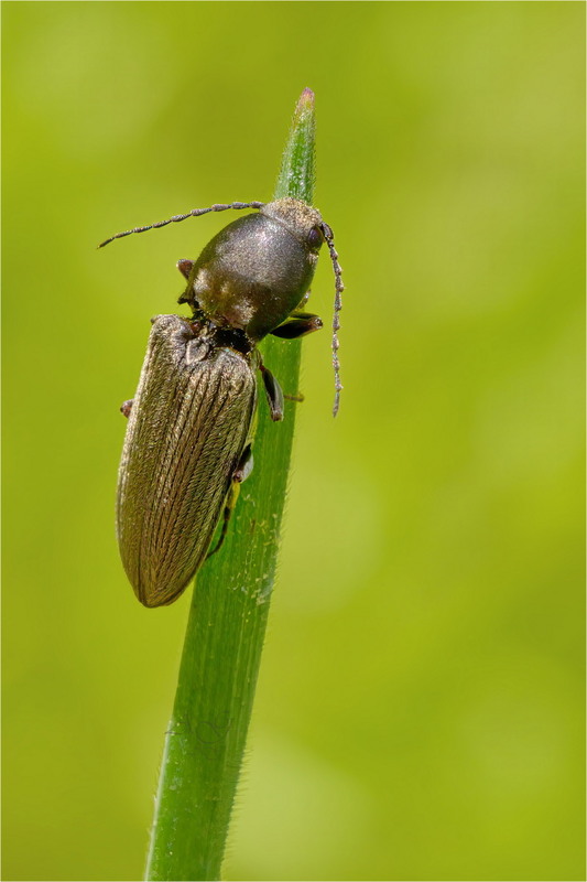 Фотографія Ковалик (Agriotes sp.) / Andrii Snehir / photographers.ua