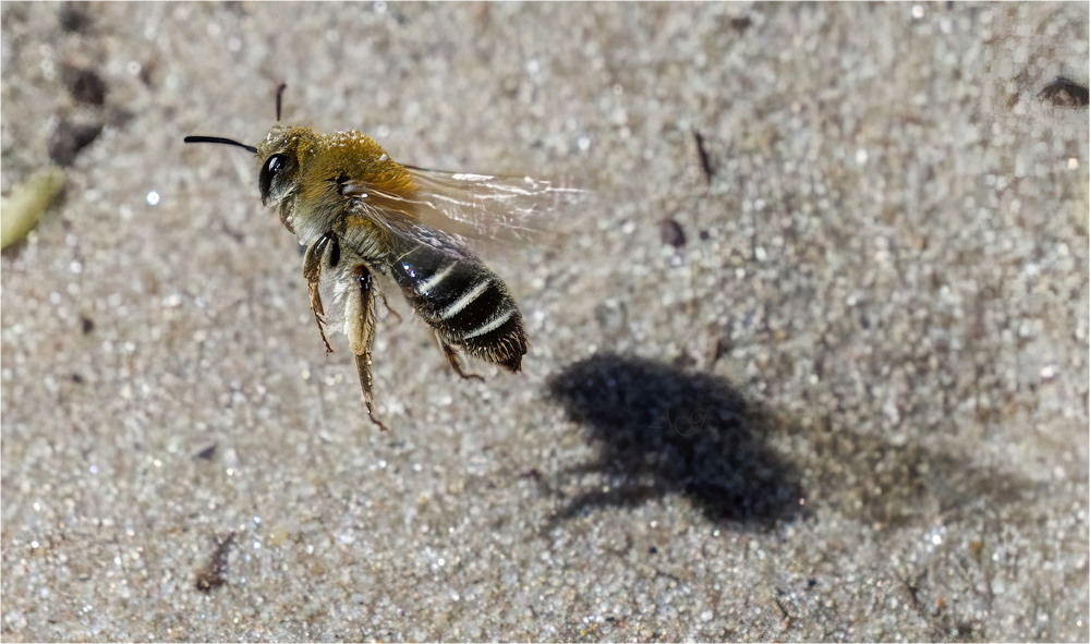 Фотографія Andrena flavipes / Andrii Snehir / photographers.ua