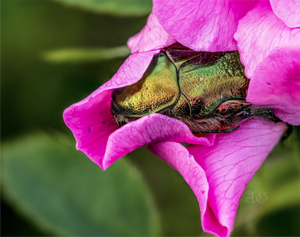 Фотографія В розовой постели (Cetonia aurata) / Andrii Snehir / photographers.ua
