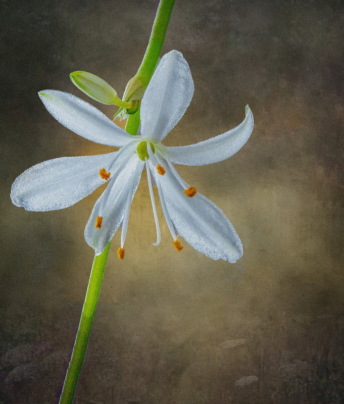 Фотографія Chlorophytum comosum / Andrii Snehir / photographers.ua