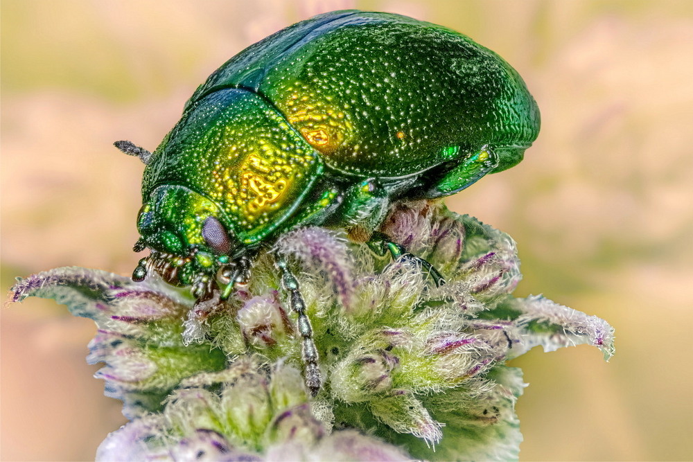 Фотографія Chrysolina herbacea / Andrii Snehir / photographers.ua