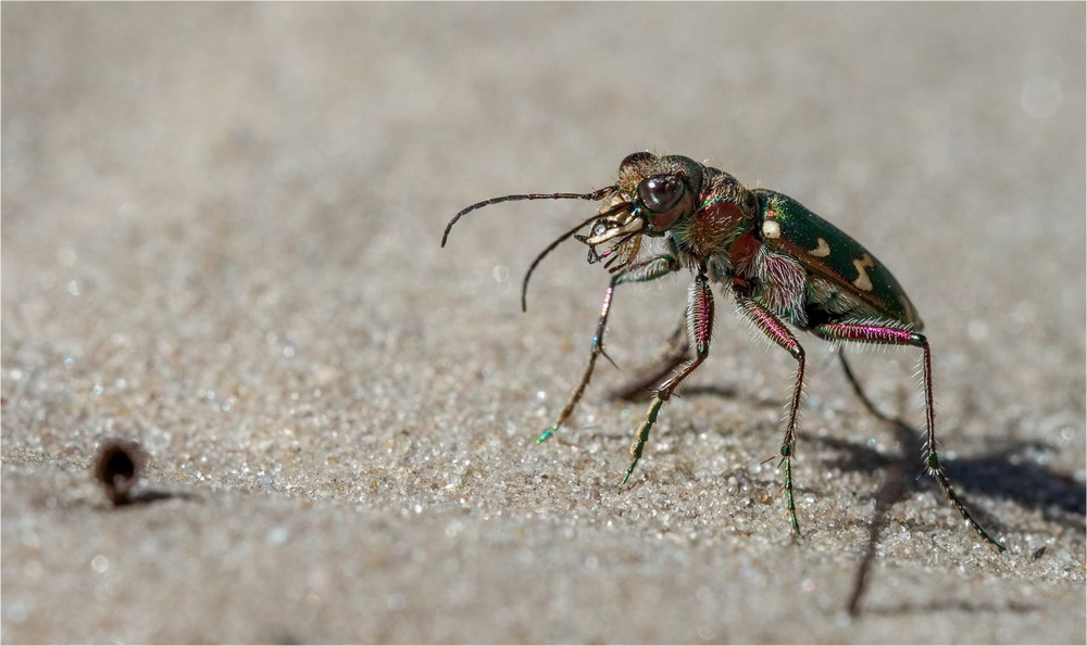 Фотографія Cicindela campestris / Andrii Snehir / photographers.ua