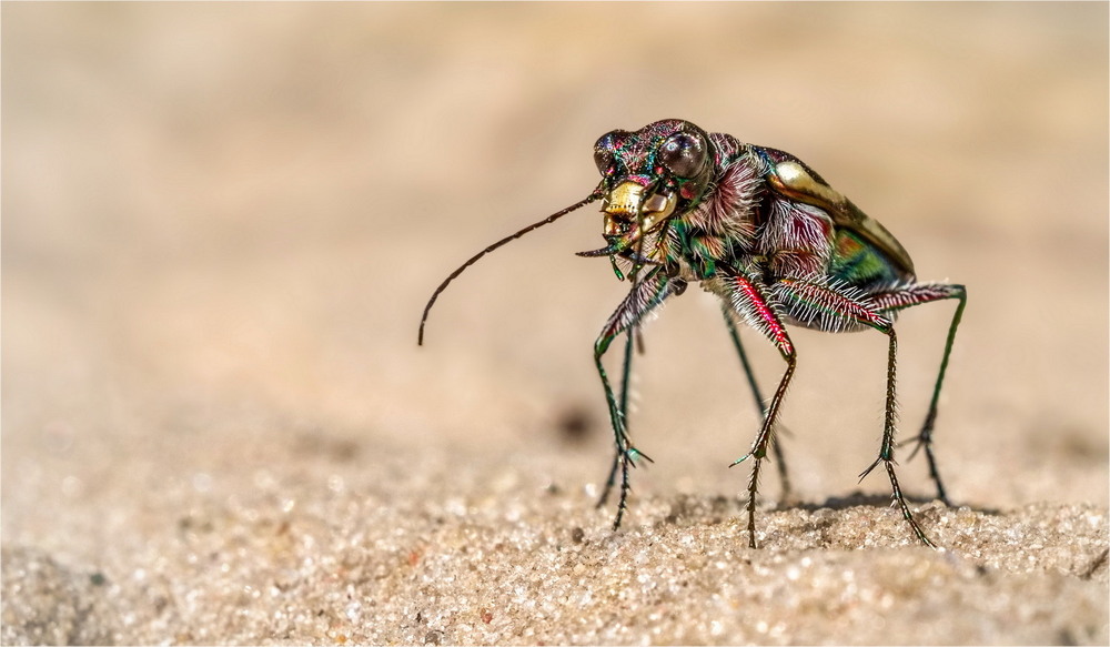 Фотографія Cicindela nordmanni / Andrii Snehir / photographers.ua