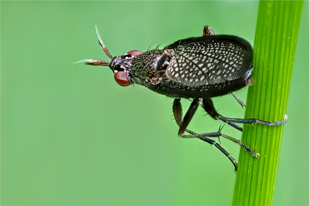 Фотографія Coremacera marginata / Andrii Snehir / photographers.ua