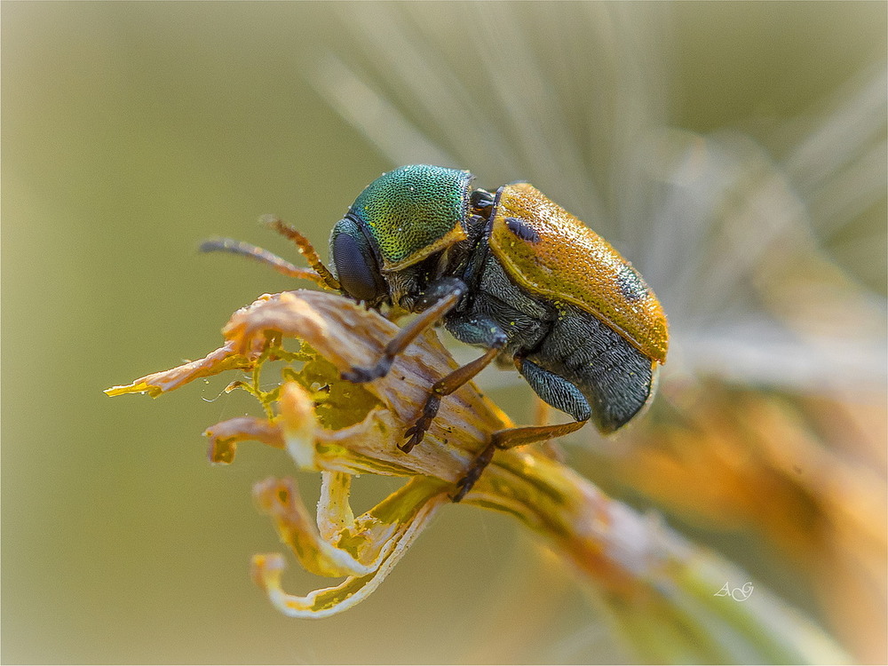 Фотографія Cryptocephalus laetus / Andrii Snehir / photographers.ua