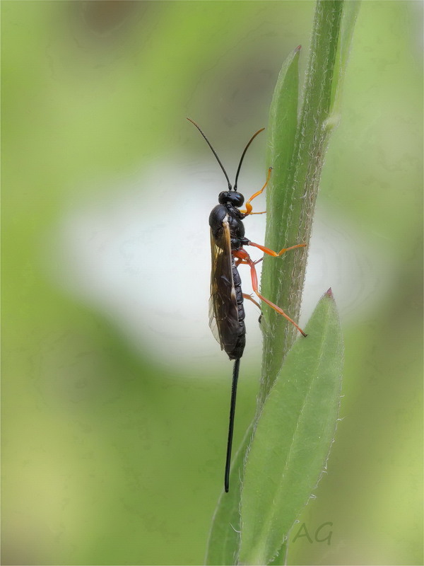 Фотографія Pimpla rufipes / Andrii Snehir / photographers.ua