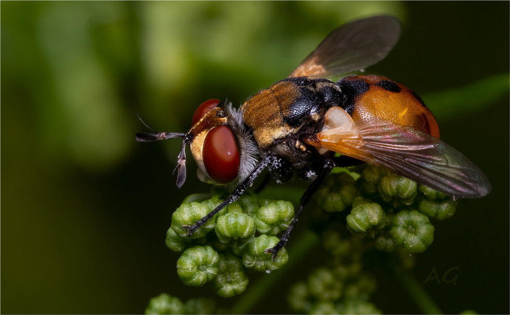 Фотографія Ectophasia crassipennis / Andrii Snehir / photographers.ua