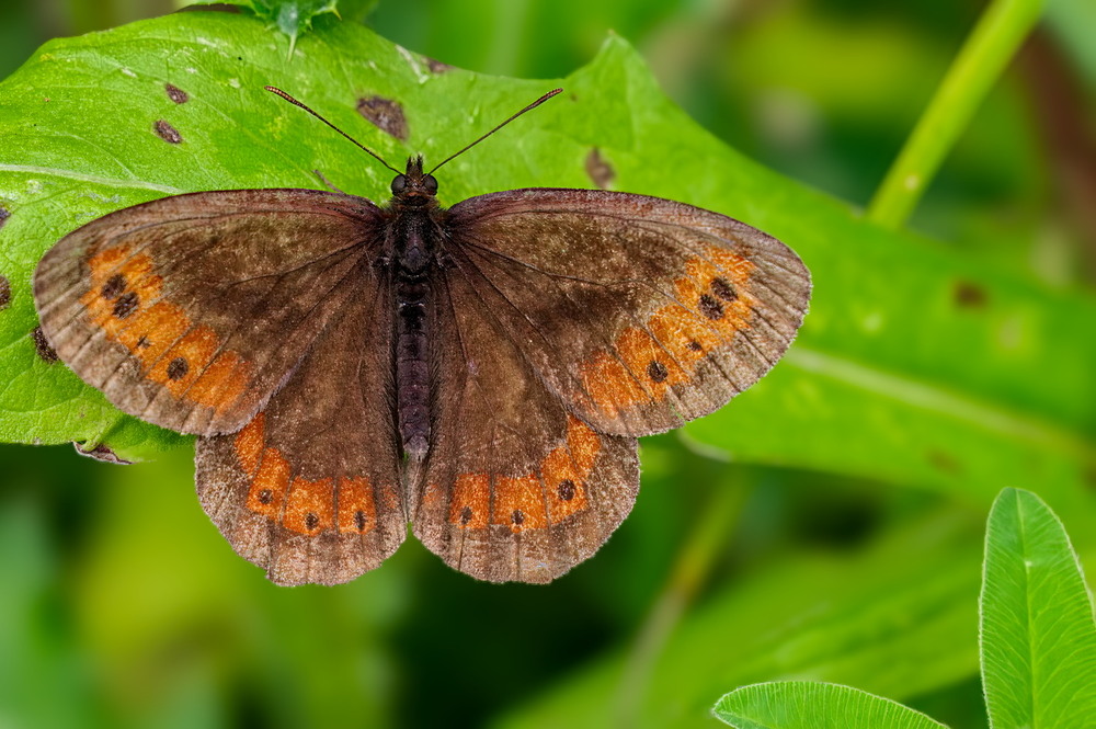 Фотографія Erebia sp. / Andrii Snehir / photographers.ua