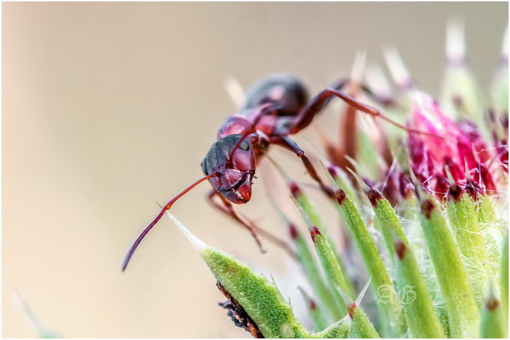 Фотографія Рыжий муравей (Formica sp.) / Andrii Snehir / photographers.ua