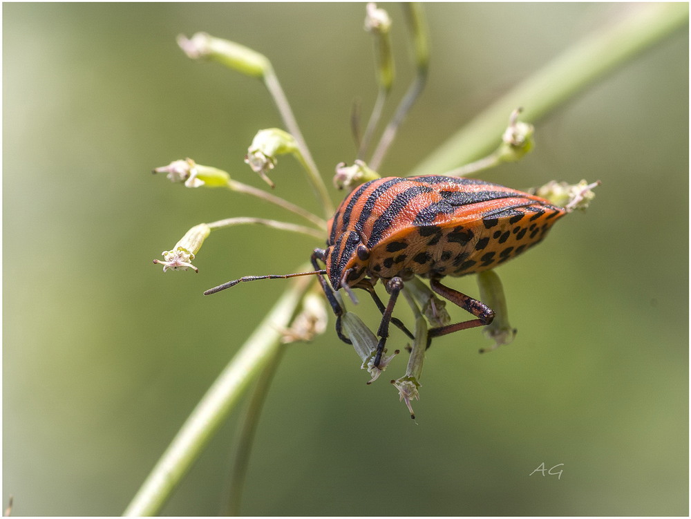 Фотографія Усатый-полосатый (Graphosoma lineatum) / Andrii Snehir / photographers.ua