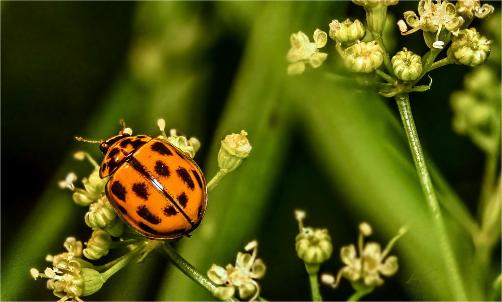 Фотографія Harmonia sp. / Andrii Snehir / photographers.ua