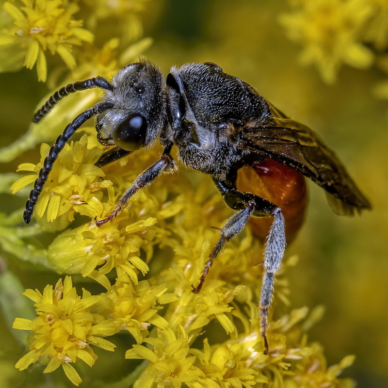 Фотографія Одиночная пчела Sphecodes albilabris / Andrii Snehir / photographers.ua
