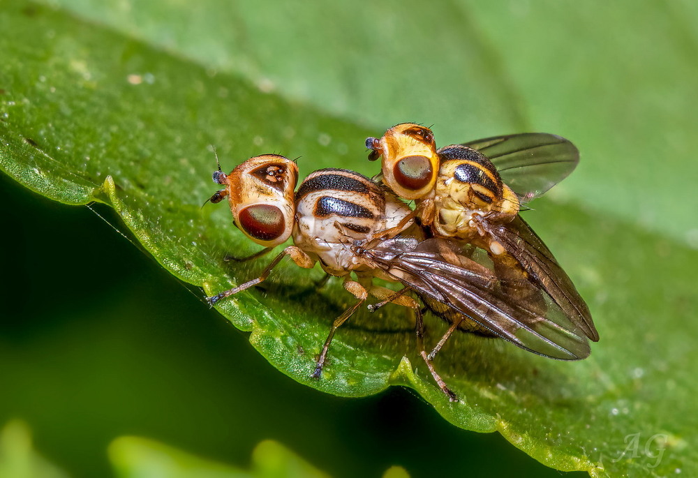 Фотографія Chlorops pumilionis ? (2) / Andrii Snehir / photographers.ua