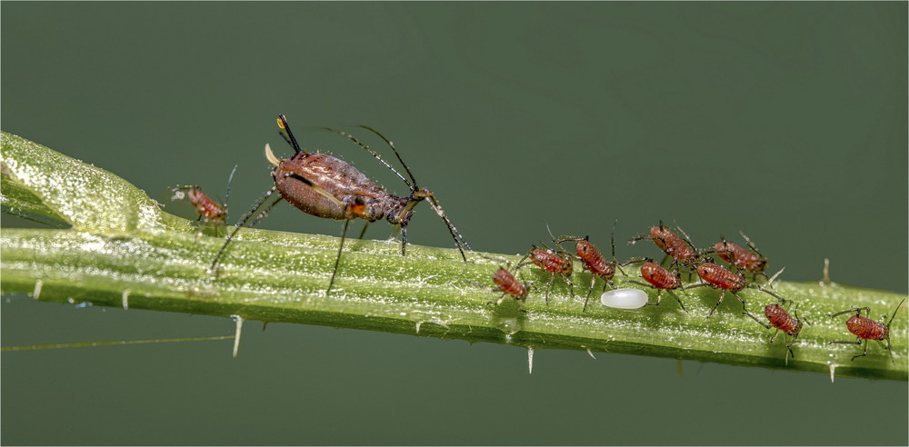 Фотографія Пасовище / Andrii Snehir / photographers.ua