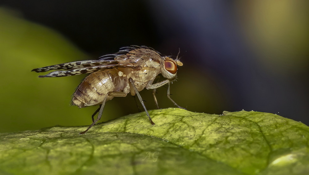 Фотографія Макро / Andrii Snehir / photographers.ua
