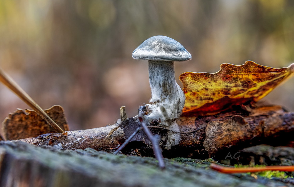 Фотографія *** / Andrii Snehir / photographers.ua