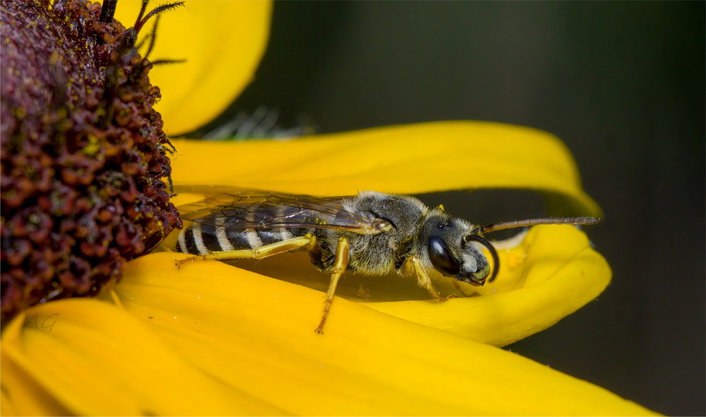 Фотографія Halictidae sp. / Andrii Snehir / photographers.ua