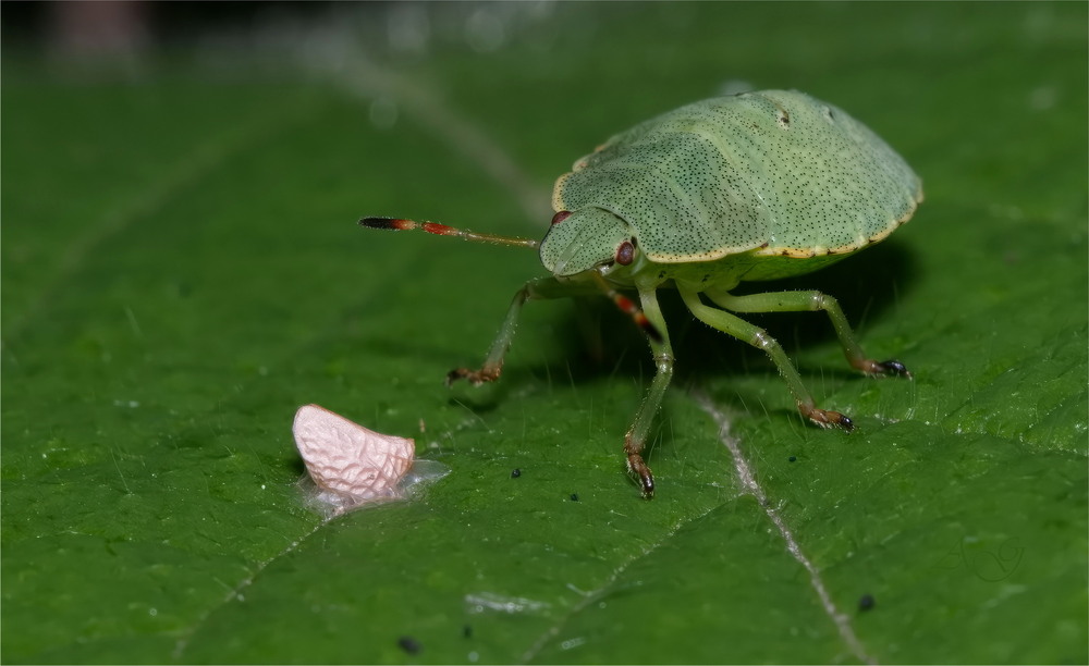 Фотографія Palomena prasina / Andrii Snehir / photographers.ua