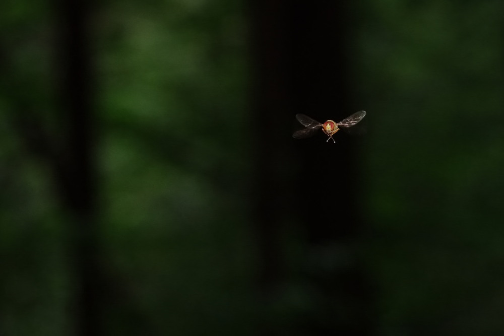 Фотографія To fly / Andrii Snehir / photographers.ua