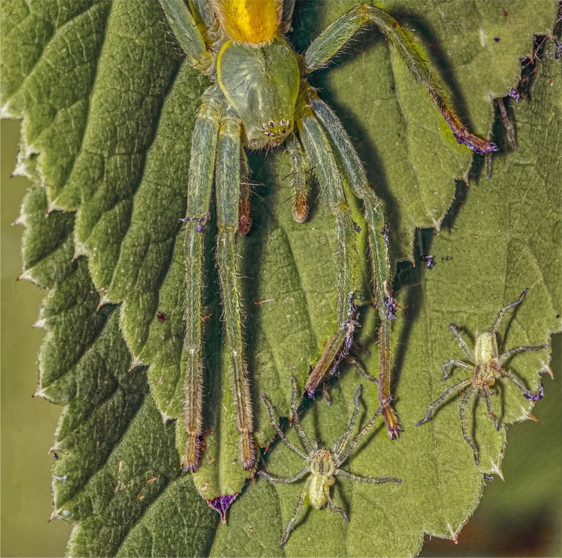 Фотографія У садочку / Andrii Snehir / photographers.ua
