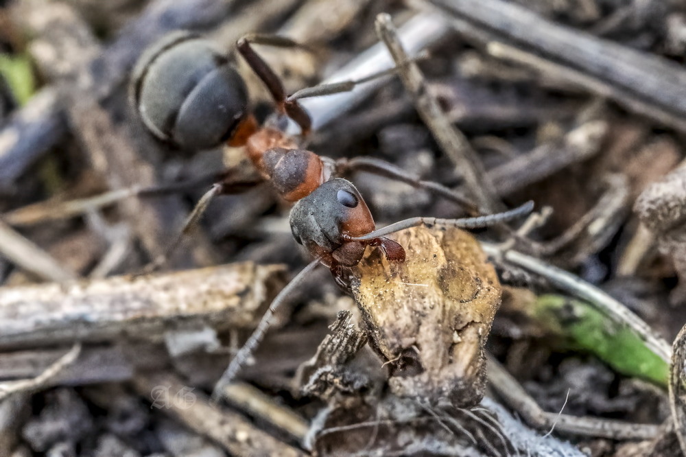 Фотографія Рабочие будни одного муравейника / Andrii Snehir / photographers.ua