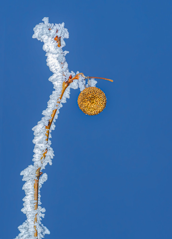 Фотографія Медаль (плод платана зимой) / Andrii Snehir / photographers.ua