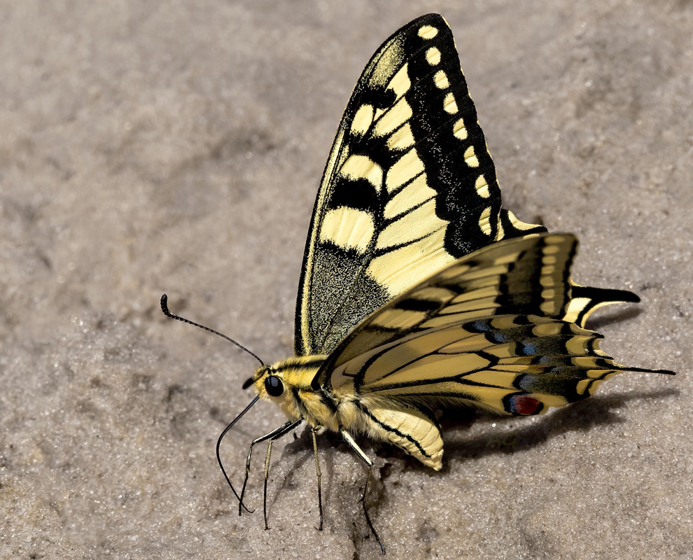 Фотографія Бабочки. Papilio machaon / Андрей Снегирь / photographers.ua