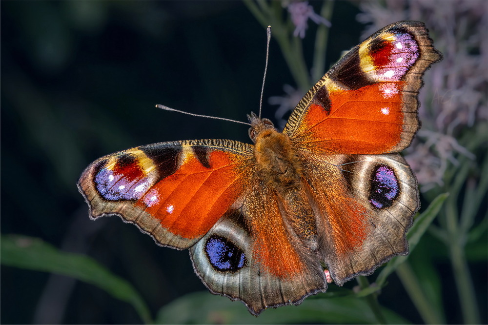 Фотографія Aglais io / Andrii Snehir / photographers.ua