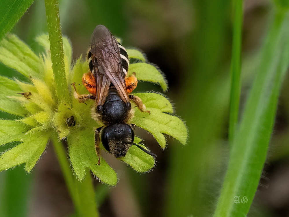 Фотографія Макро / Andrii Snehir / photographers.ua