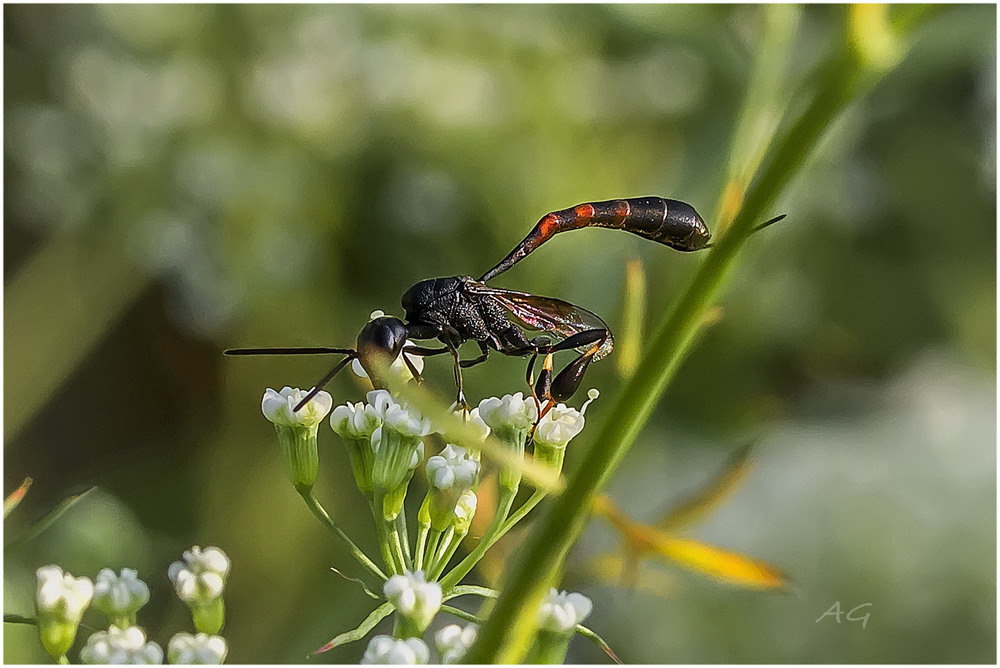 Фотографія Из жизни наездников (Gasteruption assectator) / Andrii Snehir / photographers.ua