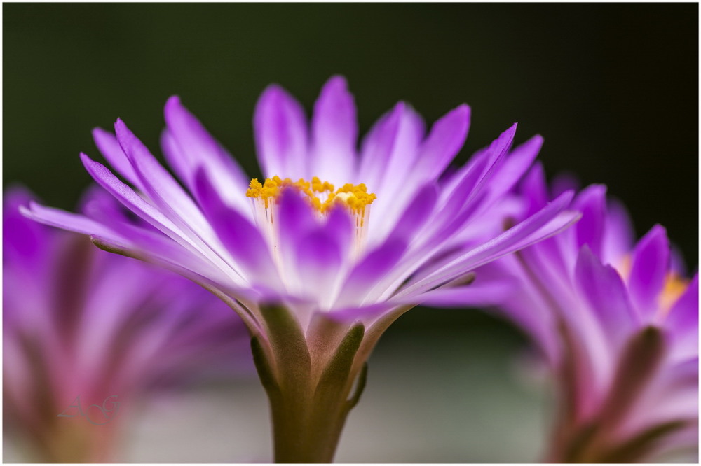 Фотографія Кактус Mammillaria theresae / Andrii Snehir / photographers.ua