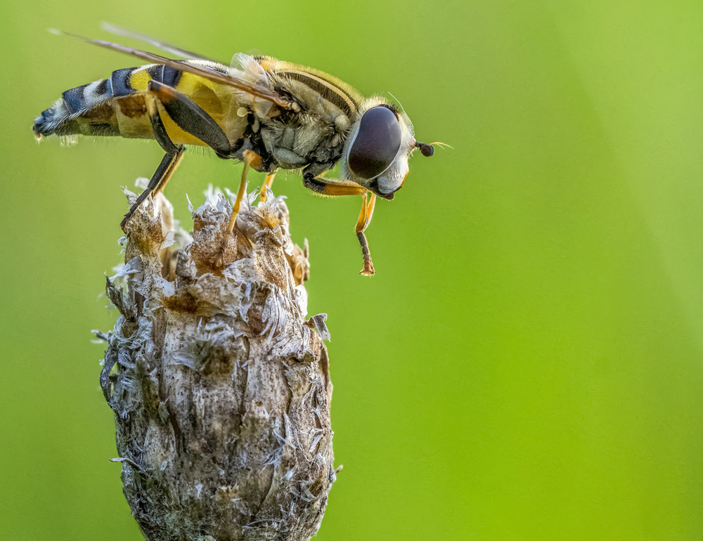 Фотографія Helophilus sp._2 / Andrii Snehir / photographers.ua