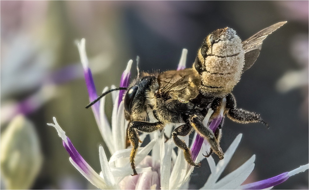Фотографія Dance   (Megachile rotundata) / Andrii Snehir / photographers.ua