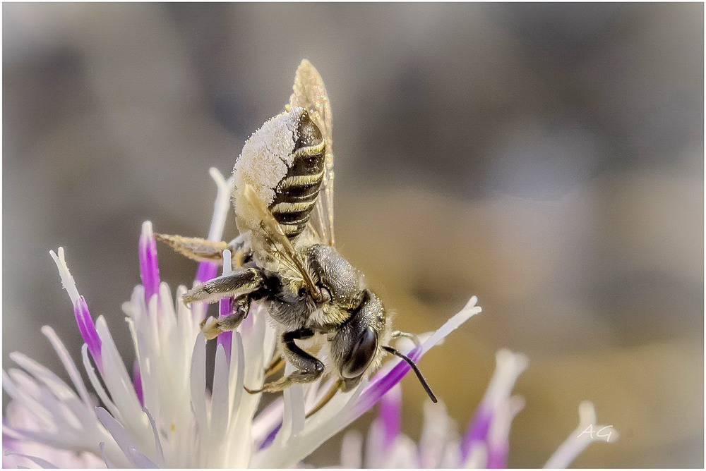 Фотографія Брэйк данс (Megachile rotundata) / Andrii Snehir / photographers.ua