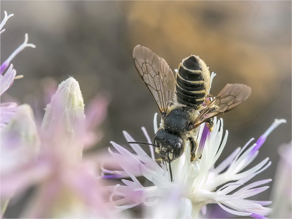 Фотографія Пчелка (Megachile rotundata) / Andrii Snehir / photographers.ua