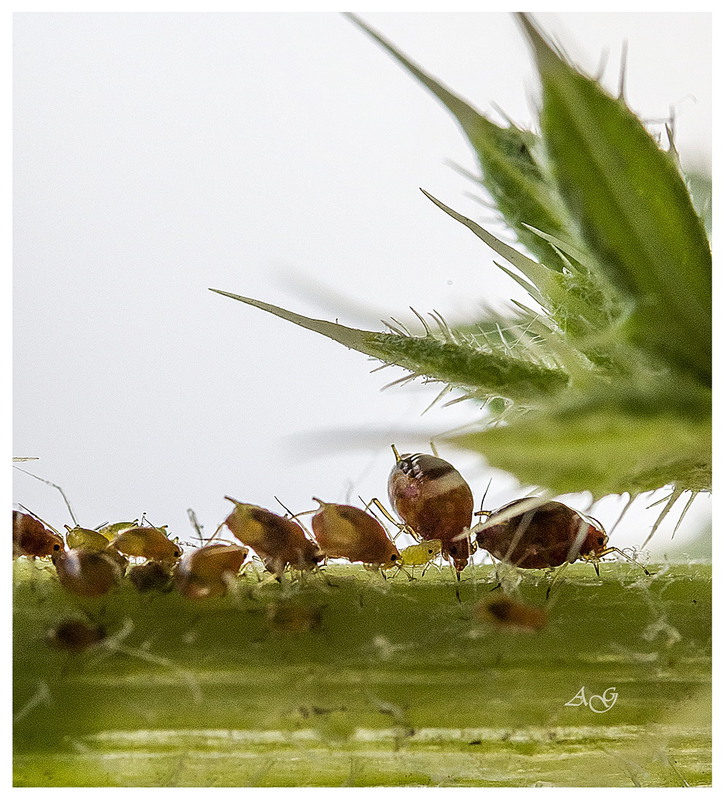 Фотографія На лугу пасутся... / Andrii Snehir / photographers.ua