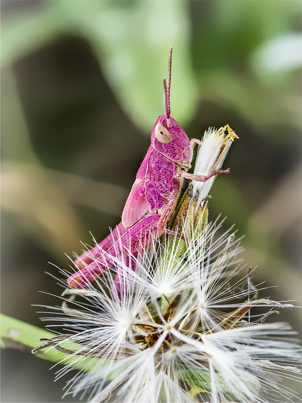 Фотографія Когда жизнь в розовом цвете (Locusta migratoria) / Andrii Snehir / photographers.ua
