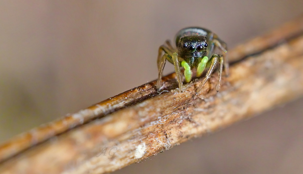 Фотографія Heliophanus tribulosus / Andrii Snehir / photographers.ua