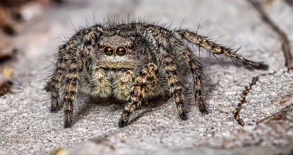 Фотографія Хтось з стрибунців (Evarcha falcata) / Andrii Snehir / photographers.ua