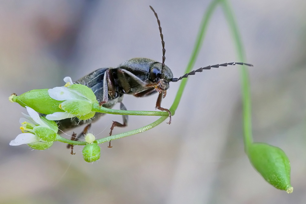 Фотографія Макро / Andrii Snehir / photographers.ua