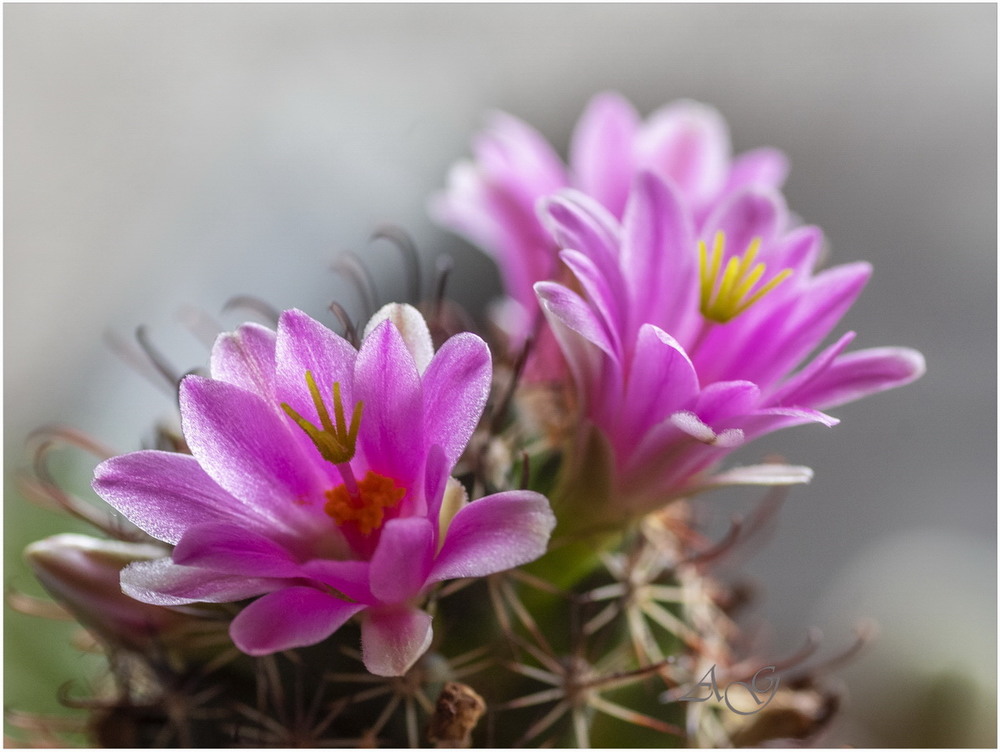 Фотографія Кактус Mammillaria sheldonii / Andrii Snehir / photographers.ua